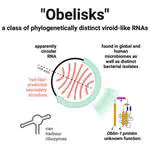 免疫學新知-Viroid-like colonists of human microbiomes