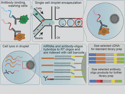 fig3
